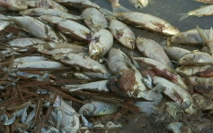 【生態災難】受熱浪影響 澳洲一夜數千條魚死亡