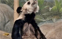 兩隻旅美大熊貓 瘦骨嶙峋疑遭虐待