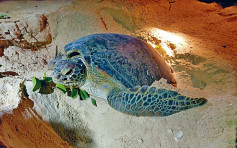 渔护署拟扩展南丫岛深湾禁区保育绿海龟 许智峯批太迟