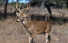 艾奥瓦州83%野生白尾鹿样本染疫 鹿群或成病毒温床 