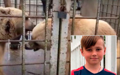 俄11歲男童展示勇氣挑釁棕熊 慘死動物園鐵籠