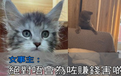 Juicy叮｜网民疑代购宠物猫惹议 声称由内地批发「一定平过香港」