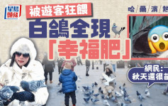 哈爾濱爆紅︱白鴿被遊客追餵肥到唔見頸  網民：以為是兩隻