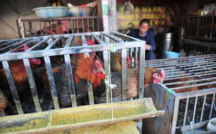 衛護中心接通報 甘肅八旬翁染H7N9禽流感內地今年首宗