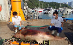 中華白海豚擱淺索罟群島海面 屍體已嚴重腐爛