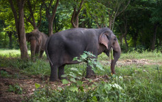 泰国频有大象遭撞死 官方设告示牌警告可判囚10年