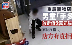 重庆童宠物店「手多」开柜放走值2万元猫咪 家长反指店方有责拒赔