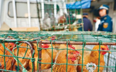新疆35岁鸡贩染H7N9亡　港卫生防护中心监察个案