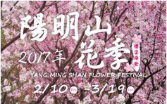 台灣陽明山花季開跑　櫻花料2月底盛開