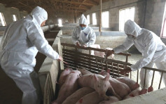 【非洲豬瘟】廣州首現疫情 黃埔區豬場30隻發病9隻亡