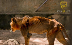 尼日利亚动物园缺粮如炼狱 狮子饿至皮包骨47动物濒死