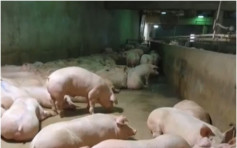 【非洲豬瘟】一周3宗疫情 內蒙呼和浩特388頭生豬遭銷毀