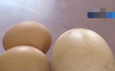 鲁母鸡产下巨型「蛋中蛋」 机率仅几十万分之一
