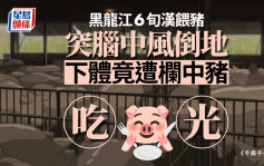 男人最痛｜黑龙江66岁汉脑中风倒地  下体全遭栏中猪食光获救