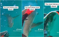 澳洲男子潜水遇鲨鱼袭击猛踢脚逃脱 惊险影片曝光
