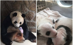 熊貓雙胞胎出生　新手媽媽卻嫌棄不哺乳