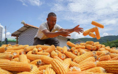 俄烏局勢｜中國三成玉米來自烏克蘭 料價格將飆升
