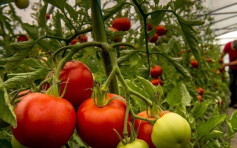 法國的番茄感染病毒 暫對人類無害