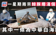 本港近日发现两宗鲸豚搁浅个案  其中一条为中华白海豚尸体