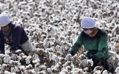 美國全面禁止進口新疆棉花和蕃茄產品