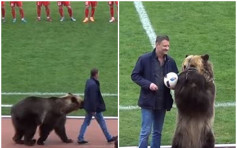 俄足球赛请来棕熊任开场嘉宾 遭动保团体怒轰不人道