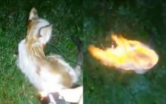 幼猫惨遭泼易燃液体点火虐杀 瞬间变火球狂奔哀嚎