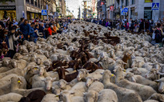因疫情暂别一年 传统羊群迁徙重现马德里街头