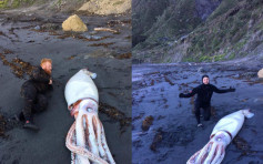 紐西蘭潛水三兄弟沙灘發現四點二米長巨型魷魚擱淺