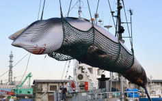 日本擬退出國際捕鯨委員會 重啟商業捕鯨