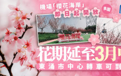 香港櫻花．多圖｜機場「櫻花園」今起免費開放 範圍擴大至海旁一帶 花期至3月中