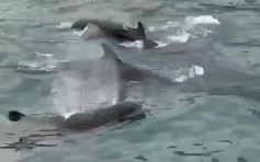 约百条伪虎鲸惊现维港 海豚保育学会:不排除贪玩或迷路