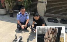 雲南警用無人機 破非法圈養野生動物案