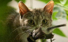 纽西兰南部村庄拟禁居民养猫 以保护野生动物 