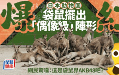 日本動物園袋鼠神奇擺出「偶像級」pose爆紅  網民：袋鼠界AKB48