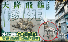 秀茂坪疑天降飞龟 外壳爆裂惨死 警列残酷对待动物调查