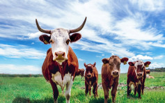 泰小縣推抽獎鼓勵接種疫苗 幸運兒可獲小牛一隻