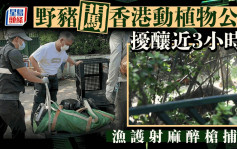 野猪闯香港动植物公园 警方渔护施麻醉枪捕获