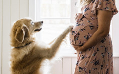 愛犬被奶奶棄掉  懷孕3個月孕婦盛怒下墮胎離婚