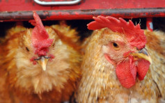 匈牙利及意大利爆H5N1禽流感 港暂停进口疫区禽类产品