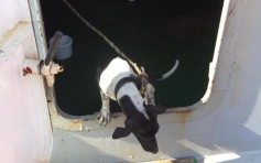 泰国狗误闯货船来港被处决 食衞局：检视处理非法进口动物独特个案程序