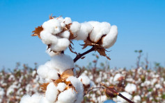 德州旱情嚴重棉產量下跌逾半 料創7年新低 