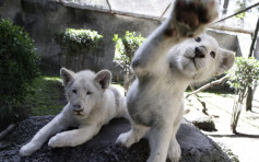 墨西哥2只稀有白狮BB公开展出