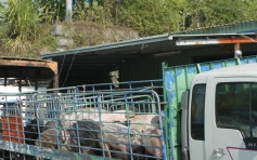【非洲猪瘟】台运猪车全面装GPS 4月招标