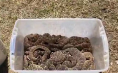 恐怖！德州居民報案稱屋下面有蛇 最終竟捕獲45條響尾蛇
