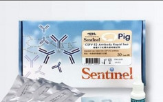 【非洲豬瘟】台灣研發亞洲首款快速試劑 10分鐘驗活豬有否染病