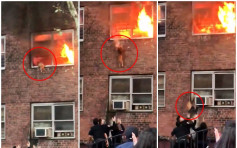 纽约小猫被困火场惨遭烧屁股 3警员楼下张臂鼓励「跳楼逃生」