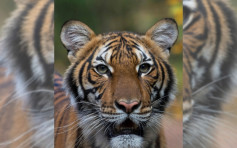 纽约动物园有老虎确诊新冠肺炎 全球首宗