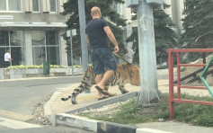 俄驯兽师「霸气」拖老虎街头散步 吓煞途人