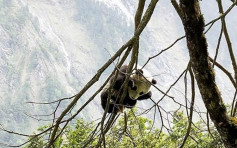 四川卧龙发现新栖息地 猫熊宝宝挂树枝睡觉「不怕人」