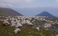 漫山遍野尸体 格鲁吉亚逾550只羊吃草时被雷劈死